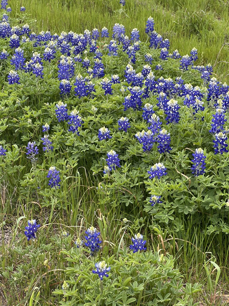 Bluebonnets at RichardinesRolltop.com