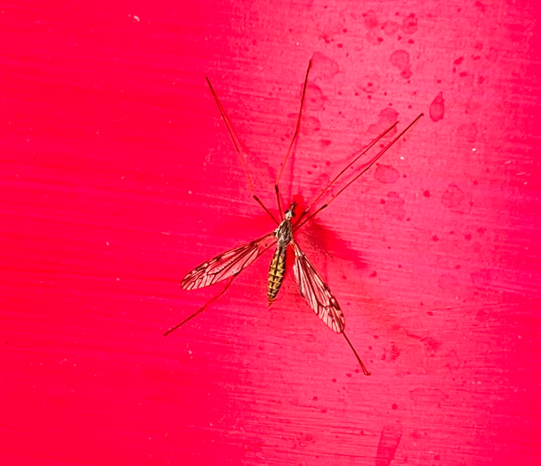 Insect at RichardinesRolltop.com