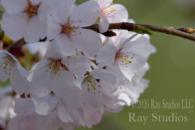 Photo: Cherry Blossoms (c) 2026 Ray Studios LLC. All Rights Reserved.
